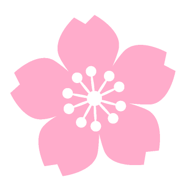 Pink cherry blossom flower on a white background.